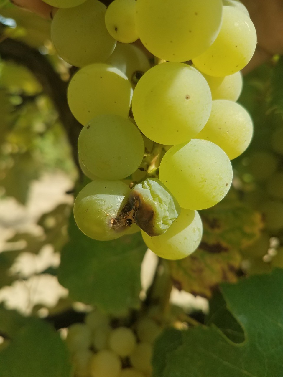 Infected Niagara grapes